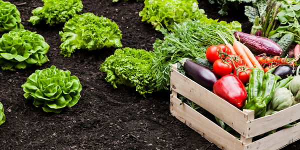  Fresh Solutions for Fresh Produce - IoT ONE Case Study